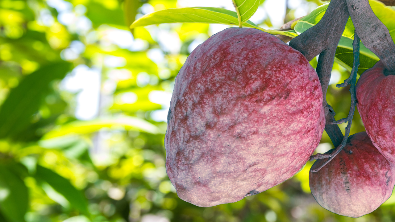 The Healing Power of Custard Apple Leaves in Jamaica McKoysNews